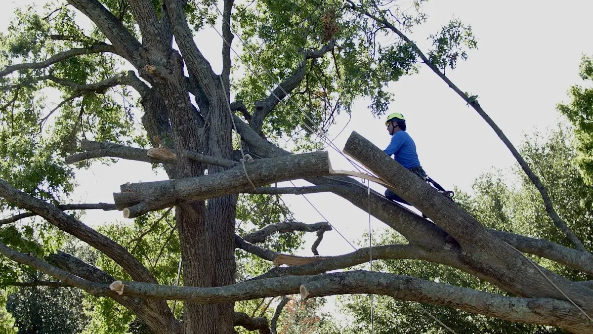Professional Crown Thinning performed by certified arborists in Harviell