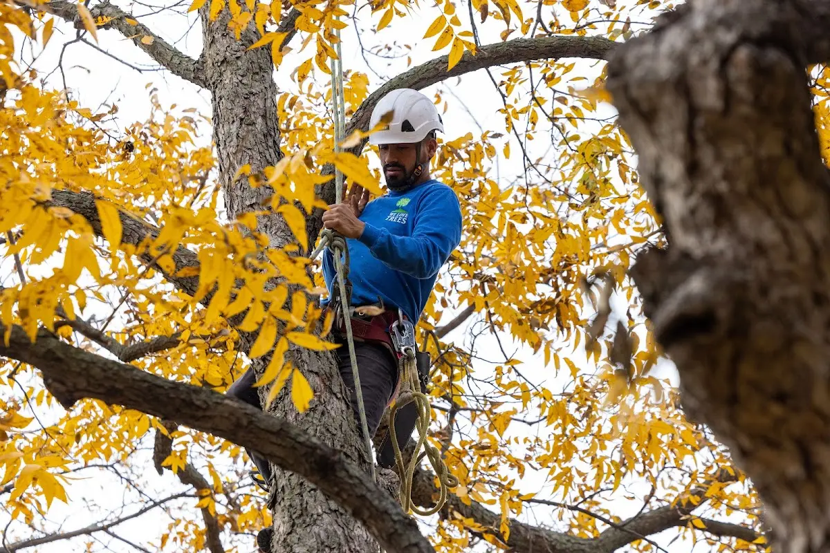 Skilled Storm Damage Cleanup crew working in Harviell